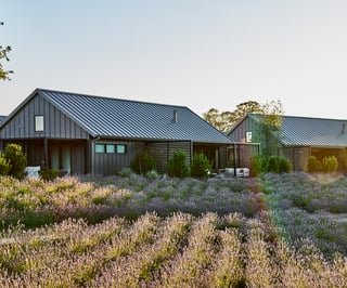 Exterior of Stanly Ranch building with rows of lavender plants in front