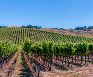 Rows of vineyards against bright blue sky in Napa Valley